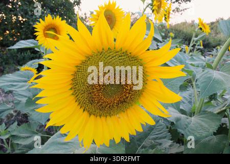 Symmetric front view of a large vibrant sunflower in full bloom. Stock Photo