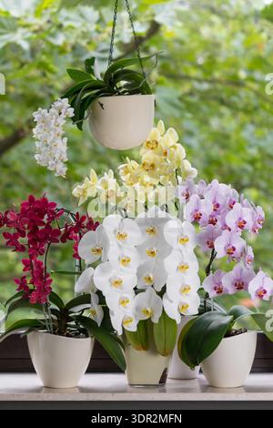 Display of blooming  various colorful phalaenopsis orchids in pots on the window in summer day. Home interior flowers Stock Photo