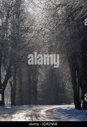 Frosty winter road through forest in Latvia Stock Photo