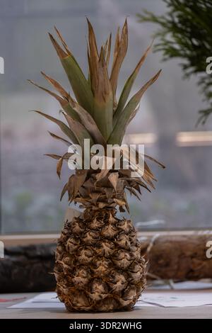 Whole ripe pineapple standing upright on a table indoors with soft natural window light and blurred background. Tropical fruit with textured skin and Stock Photo
