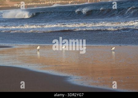 Sanderling Shorebirds Feeding on Reflective Wet Sandy Beach with Ocean Waves and Golden Sunrise Light Stock Photo