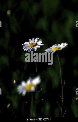 White chamomiles abstract on a meadow Stock Photo