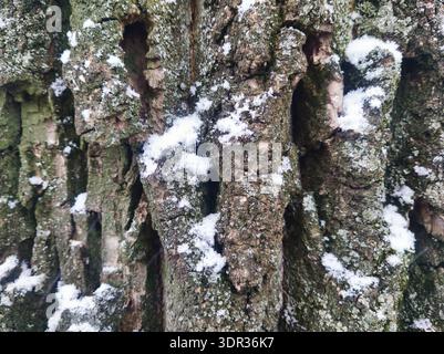High-resolution texture of rough, mossy tree bark speckled with fresh winter snow. Captured in Budapest, showcasing the rugged beauty of nature in the Stock Photo