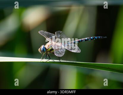 A high-quality macro photograph of an adult male Migrant Hawker (Aeshna mixta) dragonfly resting on a green reed leaf in a wetland habitat. Side profi Stock Photo