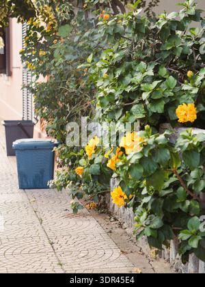 Yellow Hibiscus and Recycling Bins on a Sardinian Street in Porto San Paolo, Vertical View Stock Photo