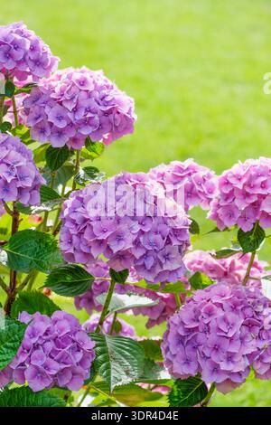 Hydrangea macrophylla Hamburg, Hydrangea macrophylla Raham, rounded flower heads, purple-blue florets depending on soil pH Stock Photo