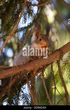 Beautiful squirrel (Sciurus vulgaris) on a tree in a forest park . Close up portrait Stock Photo