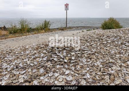 Pile of oyster shells on a coastal shoreline Stock Photo
