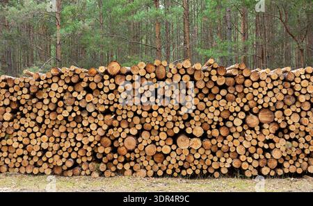 Stacked timber logs in forest clearing sustainable forestry industry woodpile background. Large stacks of freshly cut timber logs arranged in a forest Stock Photo