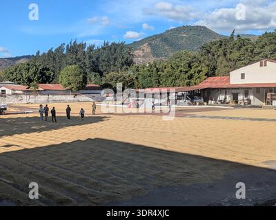 Coffee drying in a field antigua guatemala Stock Photo
