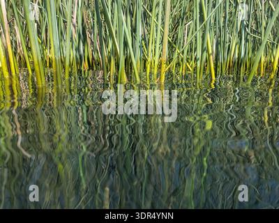 Green reeds reflected in lake atitlan Stock Photo