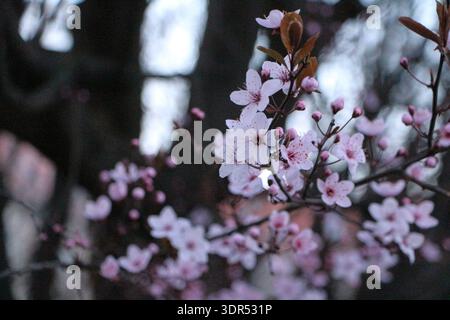 Delicate Pink Cherry Blossoms in Spring Stock Photo
