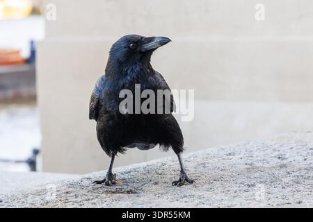 Carrion crow, Corvus corone, a member of the Corvid family, London, England, UK Stock Photo