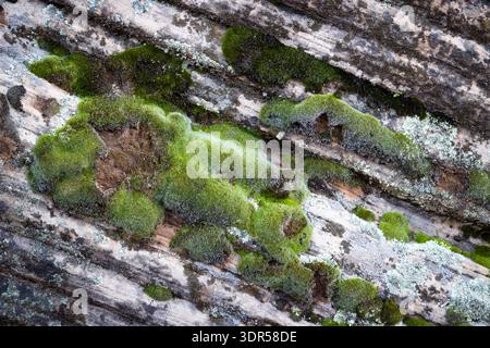 Moss and lichen growing on a rock along the Sand Bench Trail. Zion National Park, Utah Stock Photo