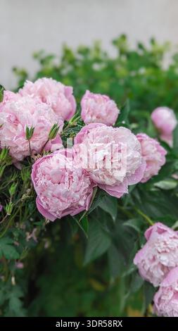 Closeup of pink peonies with raindrops on petals capturing freshness and beauty after summer rain Stock Photo