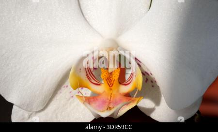 Delicate white orchid reveals vibrant colors and fine details as light shines through. Stock Photo
