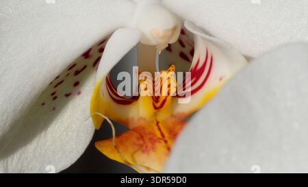 Delicate white orchid reveals vivid patterns and textures, whispering beauty. Stock Photo