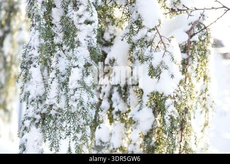 Thuja tree covered with fluffy white snow. Sun shining on bending tree branches in winter garden. Stock Photo