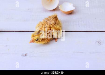 Chick emerges from its shell moves around on flat surface, curiosity after hatching. Stock Photo