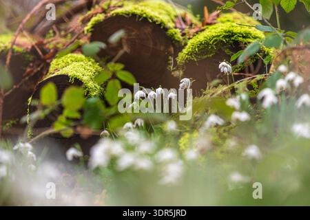 Low angle view, woodland floor on damp winter's day, common snowdrops (Galanthus nivalis) growing amidst brambles, beside a pile of moss covered logs Stock Photo