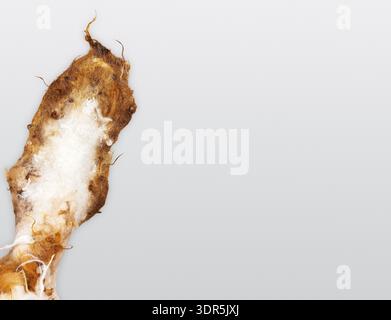 Close up of a handmade felted bunny ear made from carded wool and sheep locks, placed on the left against a clean white background Stock Photo