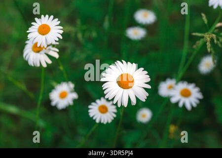 Wild Flowers Bloom in a Green Field Under Bright Sunlight During Spring Time Stock Photo