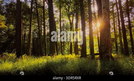 Sunlight streaming through tall forest trees in the Catskill Mountains, New York, illuminating lush green undergrowth on a summer day Stock Photo