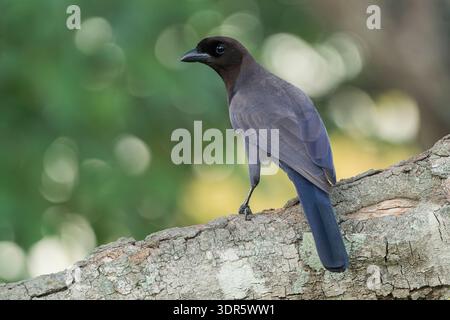 purplish jay, Cyanocorax cyanomelas, single adult perched on branch of a tree, Pantanal, Brazil Stock Photo