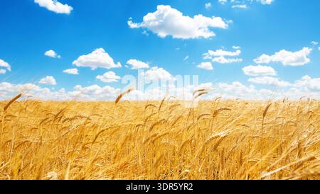 Ripe golden wheat field stretching to the horizon under bright blue sky with white clouds. Sunny agricultural landscape symbolizing harvest, farming, Stock Photo