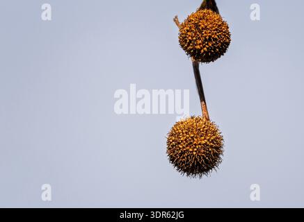 Close up of seed balls of an american sycamore tree in Herefordshire, UK in February 2026 Stock Photo