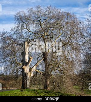 An Americam Sycamore tree in winter with no leaves and intricate pattern of branches in Herefordshire, UK in february 2026 Stock Photo