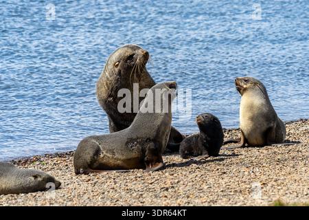 Antarctic fur seal family (Arctocephalus gazella) on a pebble beach, Grytviken, South Georgia Stock Photo