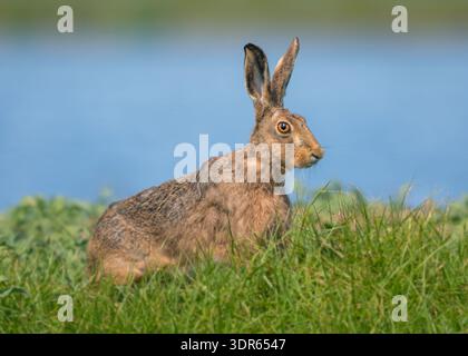 Close-up side view of a wild invasive European hare (Lepus europaeus) standing in a grassy meadow by a river, Australia Stock Photo