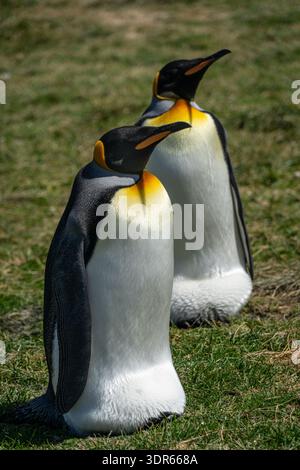 Close-up portrait of two King Penguins  (Aptenodytes patagonicus) standing side by side, Falkland Islands (Islas Malvinas) Stock Photo