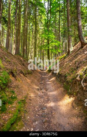 A person walks along a hollow road surrounded by tall trees. Sunlight filters through the branches. The ground is uneven and covered with dirt and moss. Stock Photo