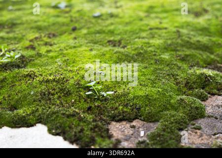 Low Moss Carpet On Building Foundation Stock Photo