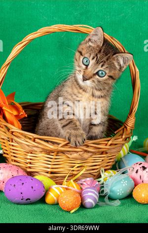A funny kitten sits in a basket surrounded by colorful Easter eggs Stock Photo