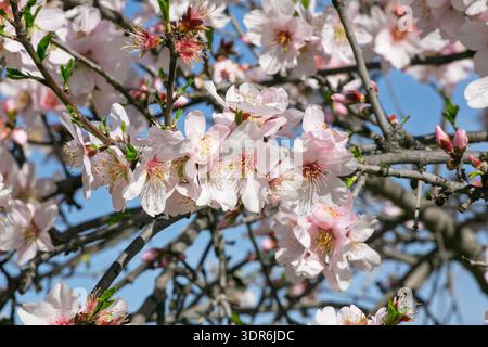 Almond tree blossoms (Prunus dulcis) in bloom on branch against blue sky Stock Photo