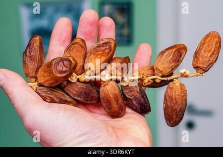 Fresh dates on the vine held in a person's hand, showcasing natural sweetness and healthy eating Stock Photo