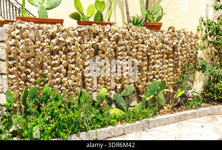 Garlic drying in the sun.  Neatly tied braids of whole garlic bulbs placed on a wall to dry in the warm sunshine.  Island of Ithaca, Kefalonia, Greece Stock Photo