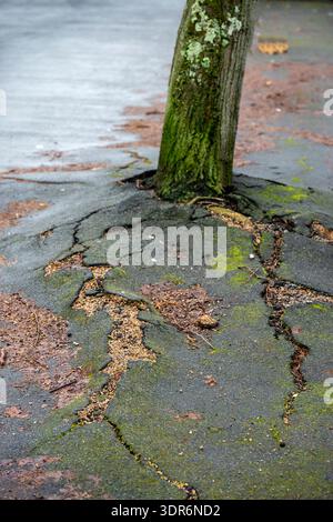Tree Roots Pavement Tree roots cracking pavement Stock Photo - Alamy