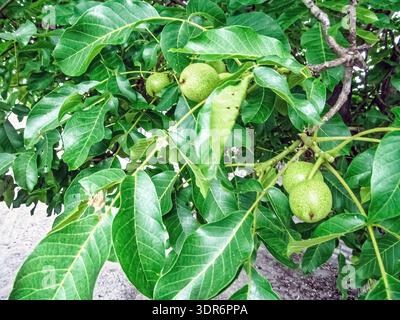 Young green walnuts growing on a tree branch, surrounded by lush foliage. A glimpse into nature bounty Stock Photo
