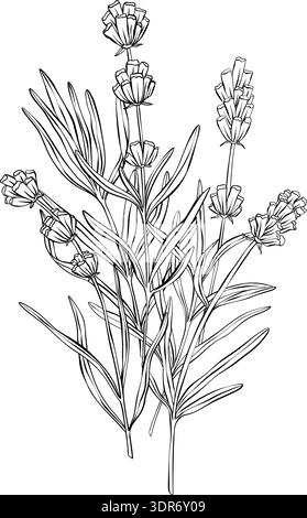 Lavender branches hand drawn vector outline illustration. Botanical clipart in black and white monochrome style. Elegant floral composition for Stock Vector