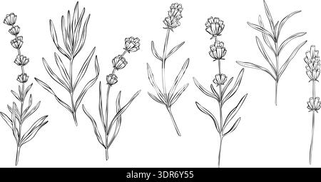 Lavender branches hand drawn vector outline illustration. Botanical clipart in monochrome style. natural motif. Elegant floral art for wedding Stock Vector
