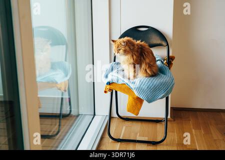 Ginger cat sitting on chair by window in morning light Stock Photo