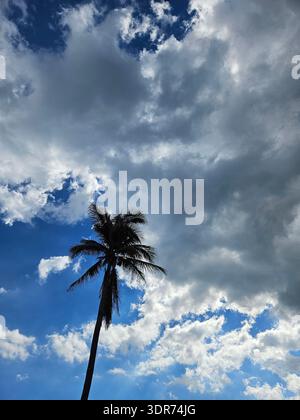 EDITORIAL USE ONLY- HOLLYWOOD BEACH FLORIDA:  A silhouette of a tall palm tree against a dramatic, high-contrast sky at the Margaritaville Hollywood Beach Resort in Florida. The composition features a mix of bright blue sky and heavy, dark grey storm clouds with sunlight catching the white edges of the cumulus formations. This tropical landscape shot captures the dynamic and rapidly changing weather patterns typical of coastal Florida, emphasizing the height and texture of the palm fronds against the expansive atmosphere. Stock Photo