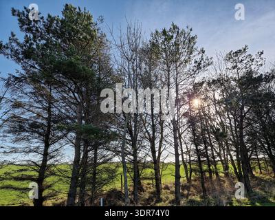 Sun shining through Scots pine trees with a blue sky Stock Photo