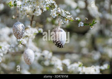 Easter eggs with feather hanging on blooming tree branch Stock Photo