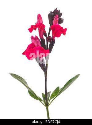 Salvia microphylla flowers isolated on white background Stock Photo