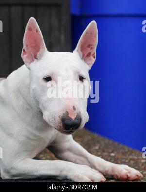 Head shot up close of a white bull terrier posing for an outdoor portrait Stock Photo